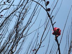 -上海市龙华烈士陵园