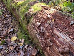 -五营红松林海景区