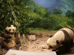 -重庆自然博物馆(新馆)