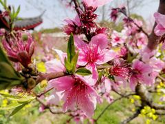 -南汇桃花村