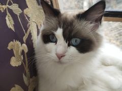 -猫小院猫主题餐厅(南锣旗舰店)