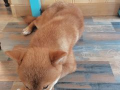-柴源莊·柴小宠柴犬咖啡