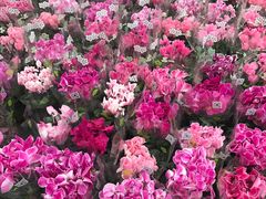 -龙大花卉苗木市场