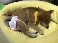 -逗柴咖啡屋·狗咖猫咖宠物桌游