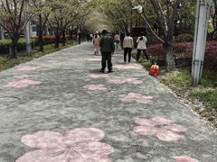 -高东镇樱花园