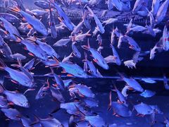 -成都浩海立方海洋公园