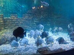 -烟台海昌鲸鲨海洋公园