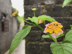 -老屋咖啡