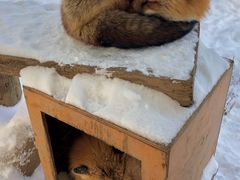 -宫城藏王狐狸村