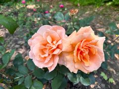 -上海共青森林公园