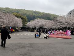 -武汉大学-樱园