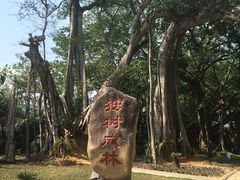 -瑞丽独树成林风景区