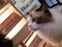 -滚猫咖啡·猫咖·猫友好撸猫(未来城店)