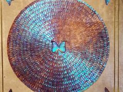 android_upload_pic-上海昆虫博物馆