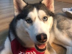 -Husky Go! 哈士奇体验馆·宠物咖啡厅狗咖