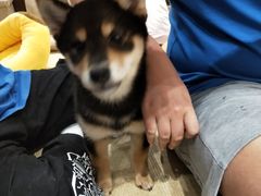 -逗柴咖啡屋·狗咖猫咖宠物桌游