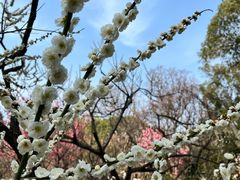 -无锡梅园公园