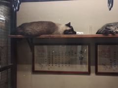 -猫咪博物馆(顶澳仔猫街店)