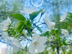 -西北湖绿化广场