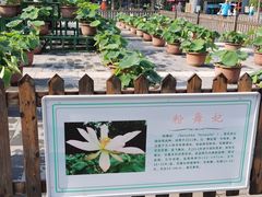 -莲花池公园