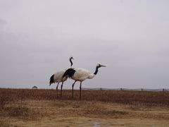 -盐城丹顶鹤湿地生态旅游区