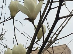 -龙头寺公园