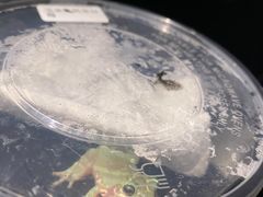 -酷以爬仙阁实体爬宠店·守宫·蜥蜴·专业繁育