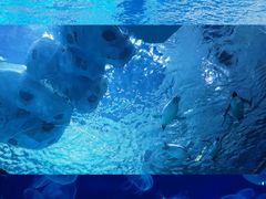企鹅馆-上海海昌海洋公园