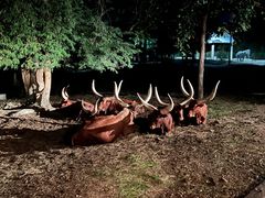 -清迈夜间动物园