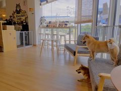 -南京Hallo宠物乐园·哈罗犬舍·柴犬繁育基地