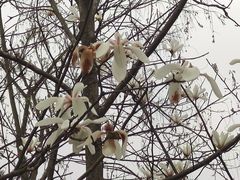 -桤木河湿地公园