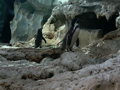 -帝企鹅自助餐厅•儿童岛•真企鹅(长隆企鹅酒店)