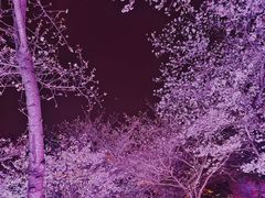 -西北湖绿化广场