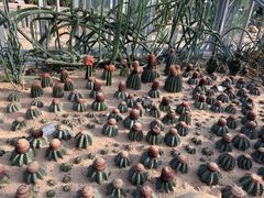 -深圳仙湖植物园