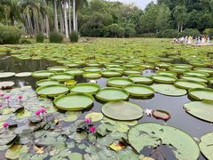 -中国科学院西双版纳热带植物园