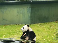 -上海野生动物园