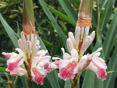 -广州神农草堂中医药博物馆