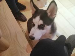 -喜柴咖啡·柴犬狗咖