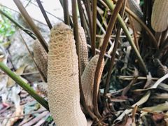 -华南国家植物园-售票处