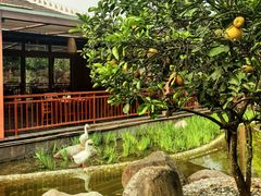 -西双版纳洲际度假酒店-海鲜傣味烧烤·侬香全日制餐厅