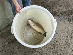 瘦身鱼-好鸡汇农庄