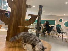-飞行喵MR PILOT|猫舍·猫咖(静安大融城店)