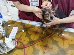 -美联众合动物医院·24h京西诊疗中心