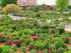-曹州百花园