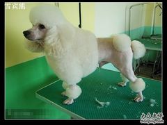 -优缇多格专业宠物美容师培训学校