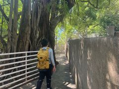 -九龙公园