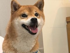 -柴迷FANS CLUB·柴犬狗咖·猫咖