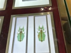 -上海昆虫博物馆