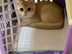 -小猫来了·猫舍(红山六九七九店)