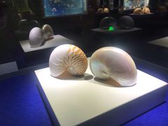 -贝壳王国博物馆